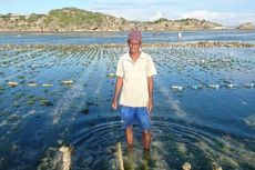 Ribuan Petani Rumput Laut NTT Menang Ganti Rugi Tumpahan Minyak Australia, Ini Ceritanya