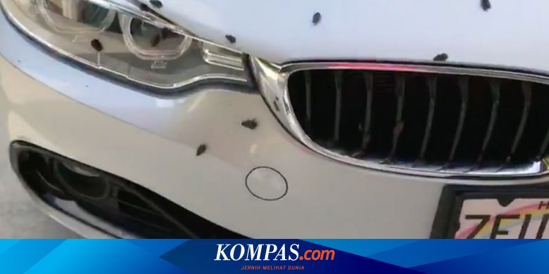 Cara Mengatasi Serangga yang Terlanjur Bersarang Dalam Mobil
