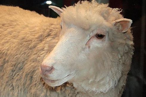 Hari Ini dalam Sejarah: Keberadaan Domba Hasil Kloning Diumumkan  