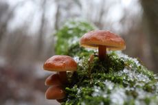 Mengapa Fungi Tidak Termasuk ke Dalam Kingdom Plantae?