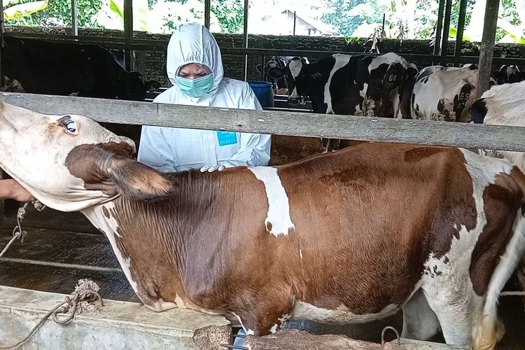 Seorang petugas menyuntikkan vaksin pada ternak sapi perah di Kelompok Tani Kesuma di Desa Jati Kesuma, Kecamatan Namurambe, Deli Serdang pada Senin (27/6/2022). Di kelompok ini terdapat 42 ekor sapi perah dan sapi limousin serta simental.