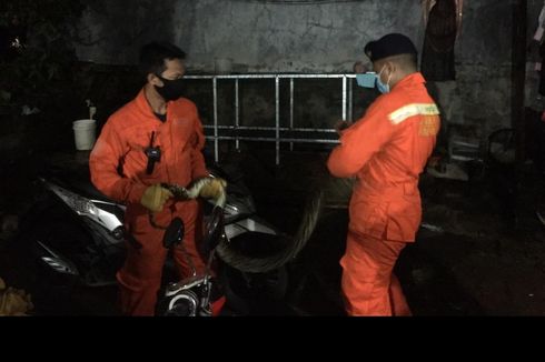 Damkar Evakuasi Ular Sanca Sepanjang 2,5 Meter di Kebon Jeruk
