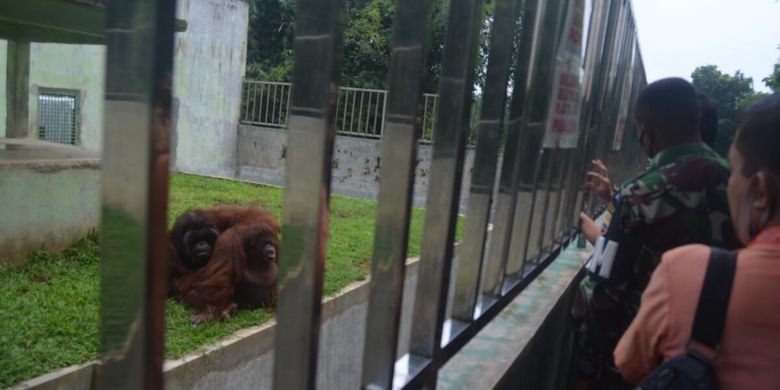 Berita Harian Medan Zoo Terbaru Hari Ini Kompas Com