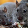 5 Alasan yang Membuat Tikus Jadi Hewan Tercerdas di Dunia