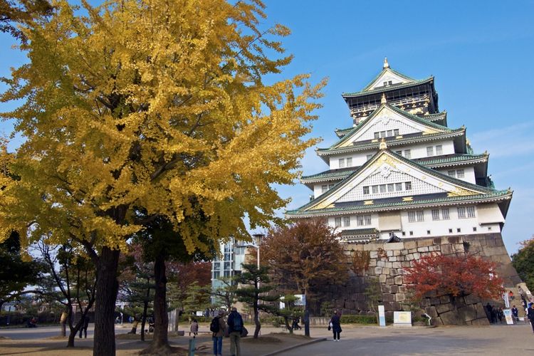 Pemandangan Osaka Castle saat musim gugur, dihiasi pemandangan daun berwarna merah dan kuning dari pohon maple. 