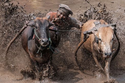 Menangkap Momen Pacu Jawi dengan “Mirrorless” Fujifilm X-H1