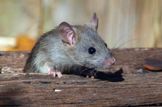 Tidak Perlu Racun, Berikut Cara Mencegah Tikus Masuk Rumah Saat Musim Hujan