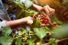 Surveyor Indonesia Berdayakan Petani Kopi di Kabupaten Bandung