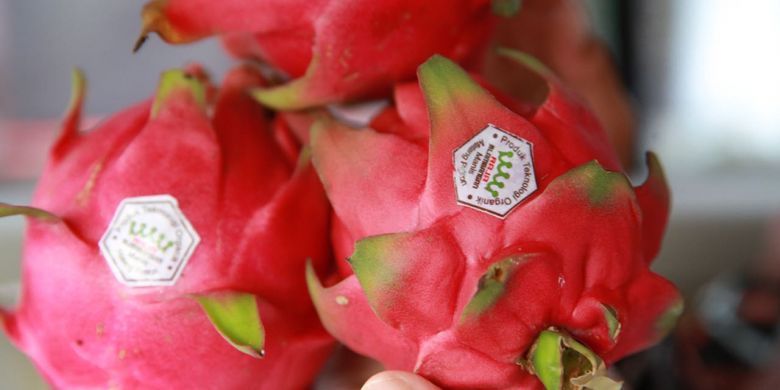 Buah naga organik di Desa Tegalsari, Kecamatan Sempu, Kabupaten Banyuwangi, Jawa Timur.