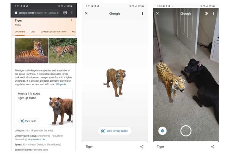 Google AR (Animal)