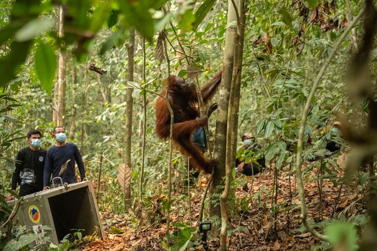 Delapan Orangutan Korban Karhutla Kalbar Kembali ke Hutan Lindung Batu Nyambu