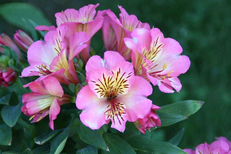 Ilustrasi bunga Alstroemeria. 