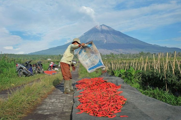 KUR BRI Tembus Rp 84,36 Triliun, Perkuat Sektor Pertanian dan UMKM