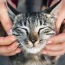 7 Tanda Kucing Sedang Merasa Bahagia, Apa Saja?