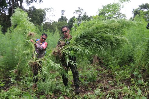 BNN Musnahkan 8 Hektare Ladang Ganja di Lamteuba Aceh Besar