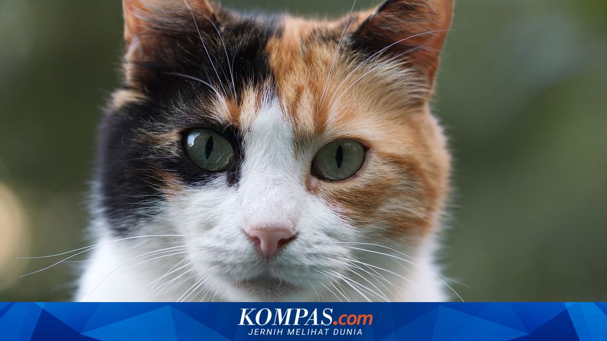 Mengapa Kucing Belang Tiga Biasanya Betina? Ini Penjelasannya