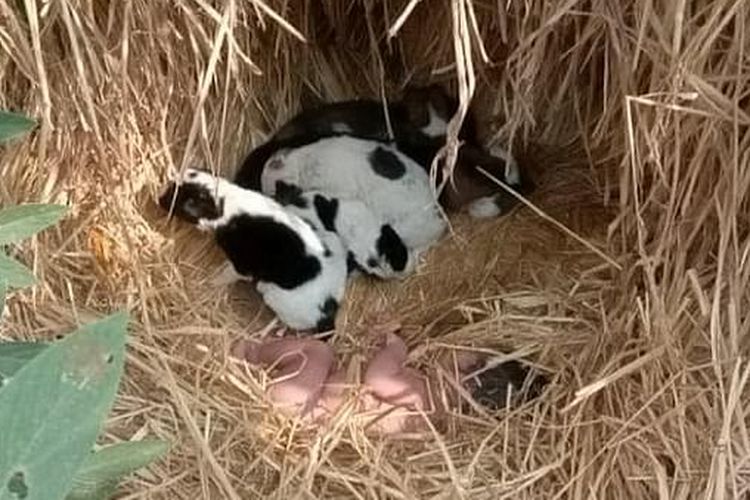 Bayi perempuan ditemukan oleh penduduk setempat yang mendengarnya menangis di sebuah ladang di desa Saristal Lormi di provinsi Chhattisgarh India.
