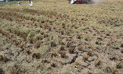 Antisipasi El Nino pada Agustus Mendatang, Kementan Gencarkan Sosialisasi AUTP