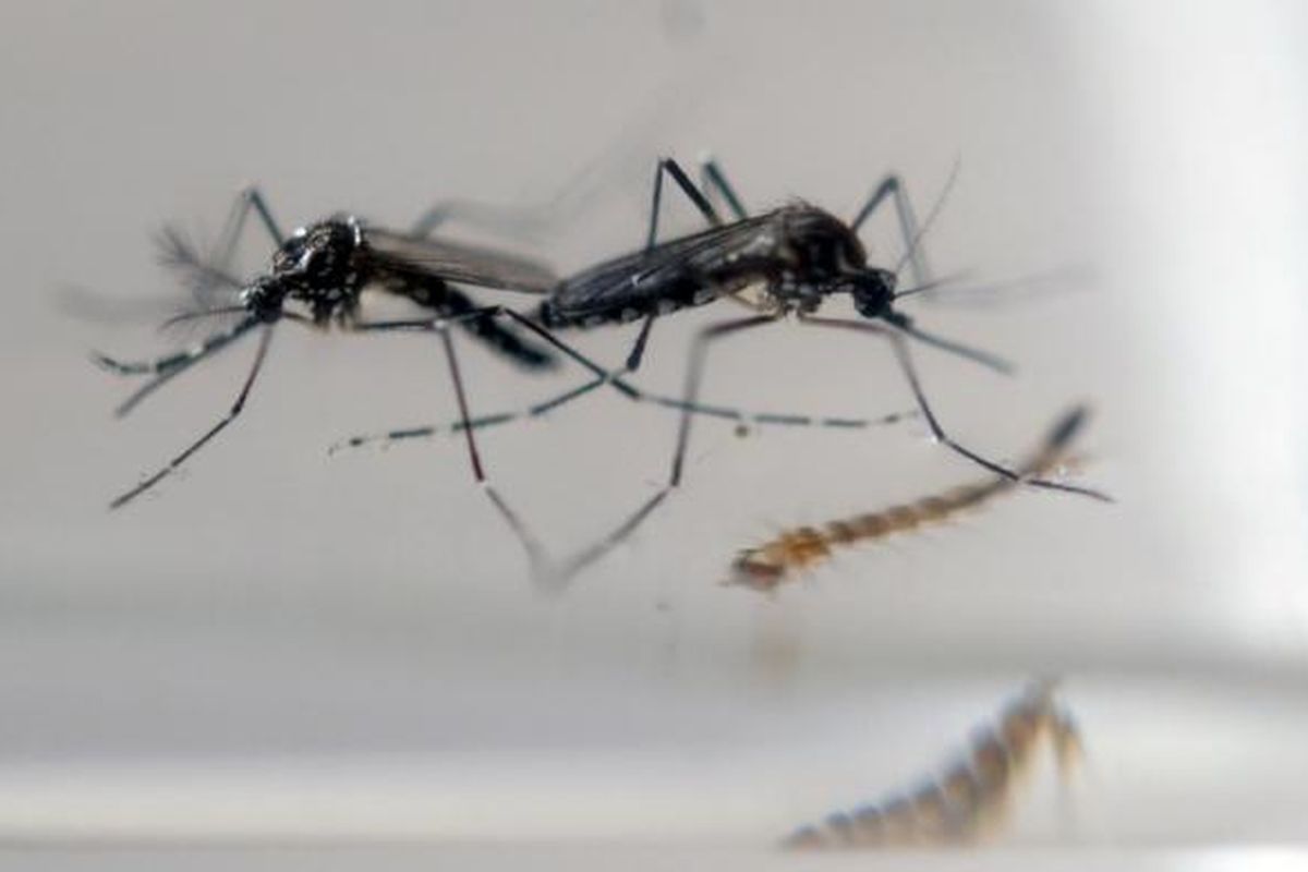 Nyamuk Aedes Aegypti.