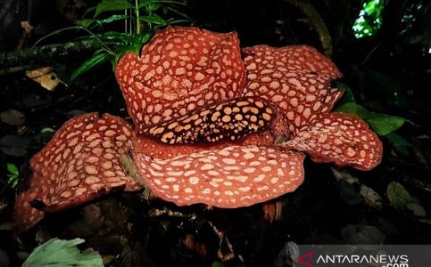 Two Rare Rafflesia Flowers in Bloom At A Forest in Bengkulu, Indonesia