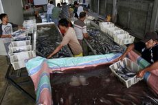 Tarif Kargo Pesawat Naik 300 Persen, Ekspor Ikan Tuna ke Pasar Internasional Distop