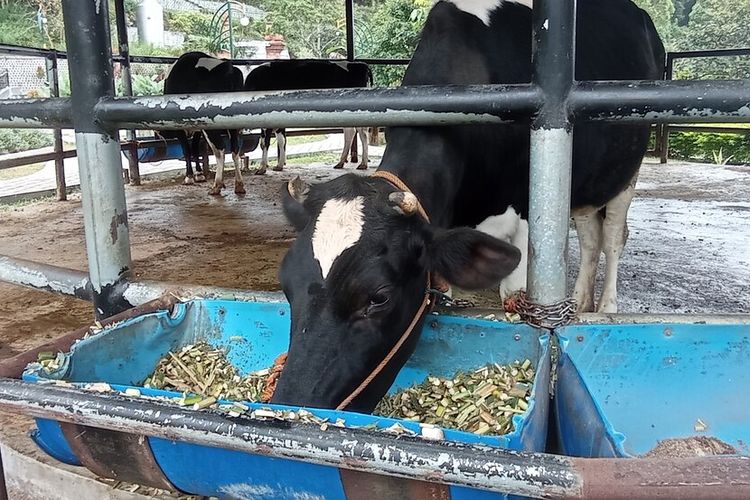 Limbah sapi perah di Kampung Susu Lawu Singolangu Kabupaten Magetan kembali mencemari sungai.