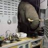 Gajah yang Jebol Tembok Warga untuk Minta Makan, Ketagihan dan Dobrak Rumah Orang Lain