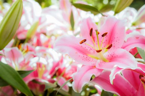 8 Bunga yang Cocok Dekorasi Idul Fitri