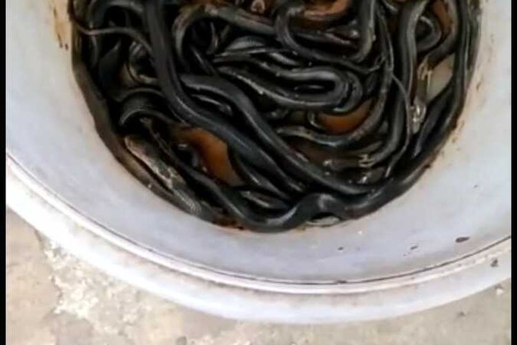 Temuan 18 ekor anak ular kobra di Joglo, Kembangan, Jakarta Barat