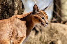 8 Fakta Menarik Kucing Caracal, Pemburu Andal dan Suka Menyendiri