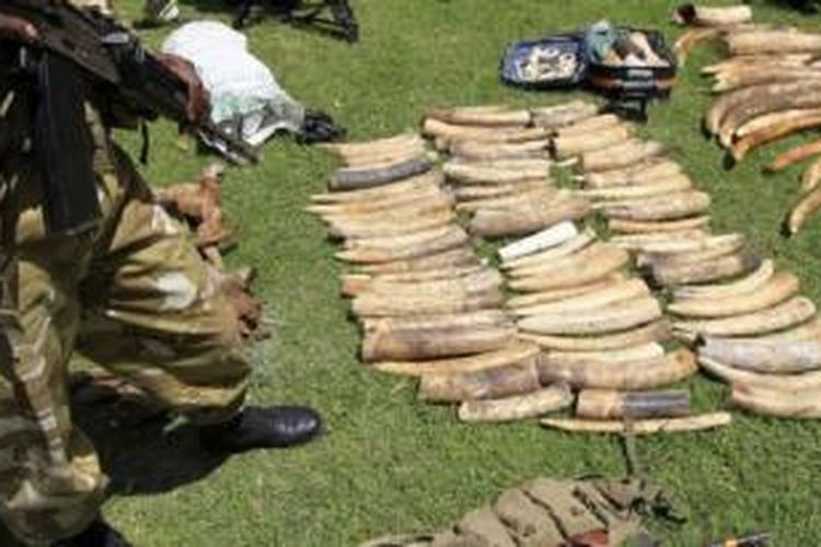 Pasukan perlindungan alam liar Kenya menyita gading-gading gajah