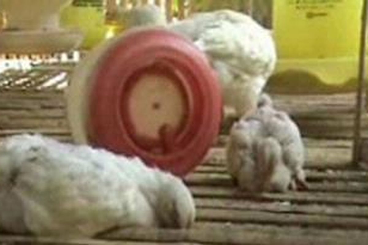 Ribuan ekor ayam yang diinvestasikan peternak untuk persiapan lebaran, mati mendadak karena terjangkit flu burung atau H5N1 sejak sepekan menjelang lebaran