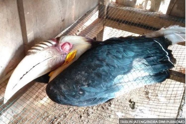 Temukan Burung Langka Rangkong Julang Emas Sekarat Di Hutan Warga Lapor Polisi