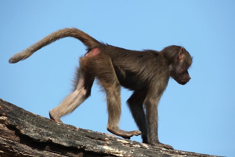 Monkey Malaria Sudah Ditemukan di Indonesia, Apa yang Perlu Diwaspadai?