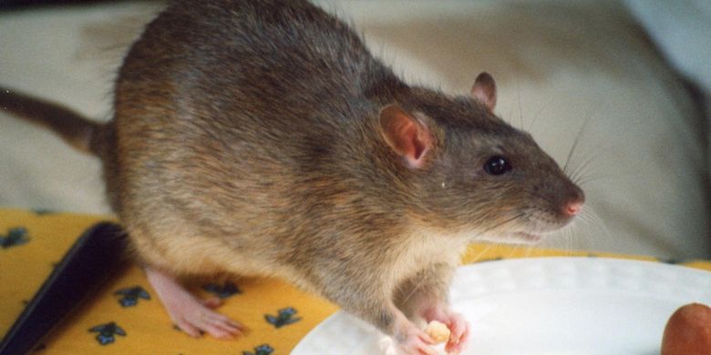 4 Cara Ampuh Usir Tikus Di Rumah