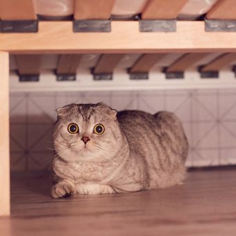 Ilustrasi kucing bersembunyi di bawah tempat tidur. 