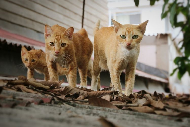 Kucing Cacingan Kenali Ciri Dan Cara Pencegahannya Halaman All Kompas Com