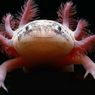 Mengenal Axolotl, Salamander Unik yang Tidak Pernah 'Tua'