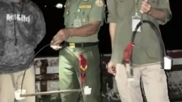 2 Nuri Maluku Diamankan dari Kapal di Banda, BKSDA Perketat Pengawasan Jalur Laut