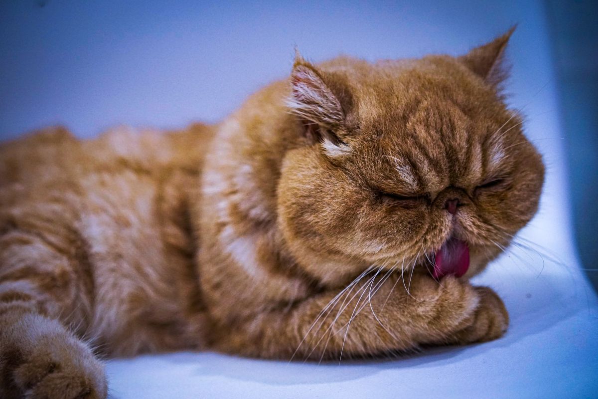 Kucing Rumi Plus Minus Memelihara 5 Ras Kucing Ini, Ada Kucing Persia