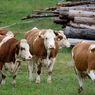 Apa Tujuan Indonesia Impor 2 Juta Ekor Sapi hingga 2029?