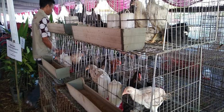 Ladang Uang Ternak Ayam Kampung Modal Kecil Peluang Menjanjikan Halaman All Kompas Com