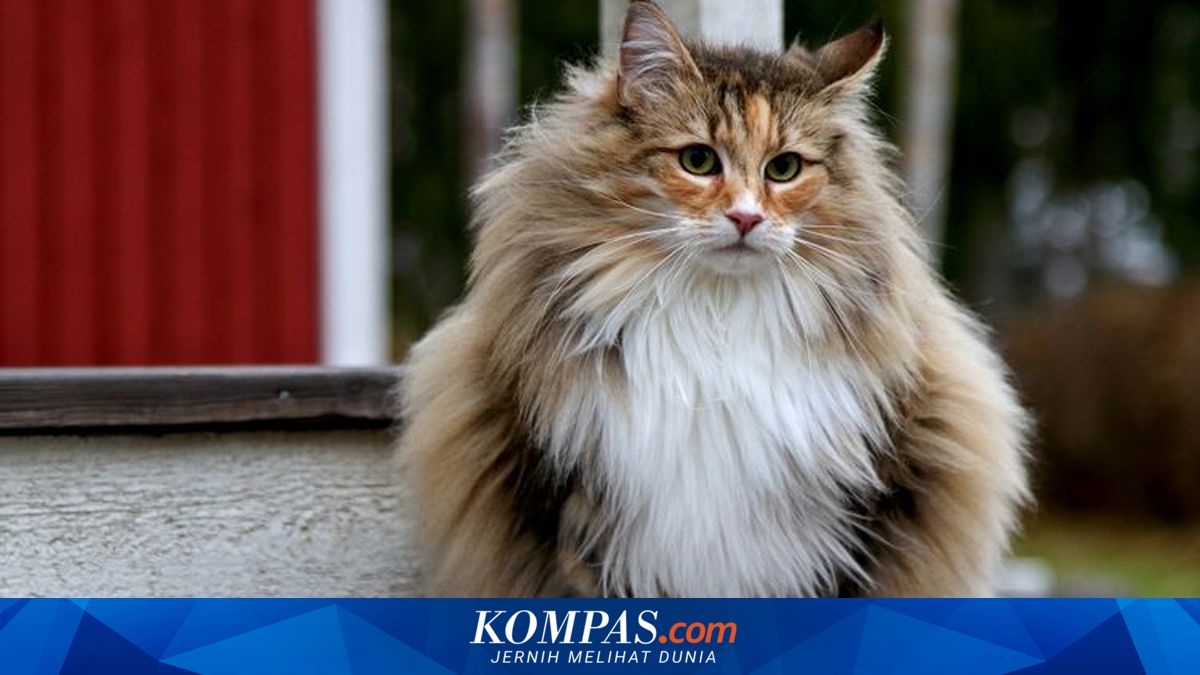 8 Ras Kucing Besar yang Setia dan Cocok Jadi Peliharaan di Rumah