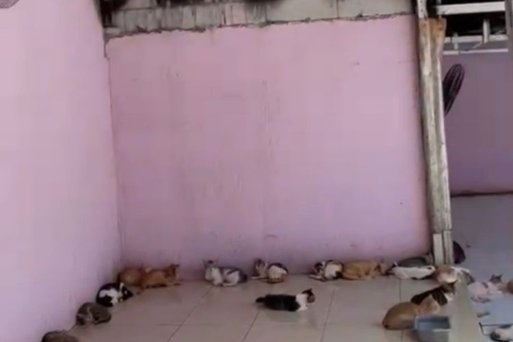 Kondisi shelter hewan di Bogor yang dibakar, enam kucing tewas karena sesak nafas, Kamis (13/7/2023).