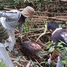 Positif, Virus African Swine Fever Penyebab Kematian Babi Kutil Sulawesi