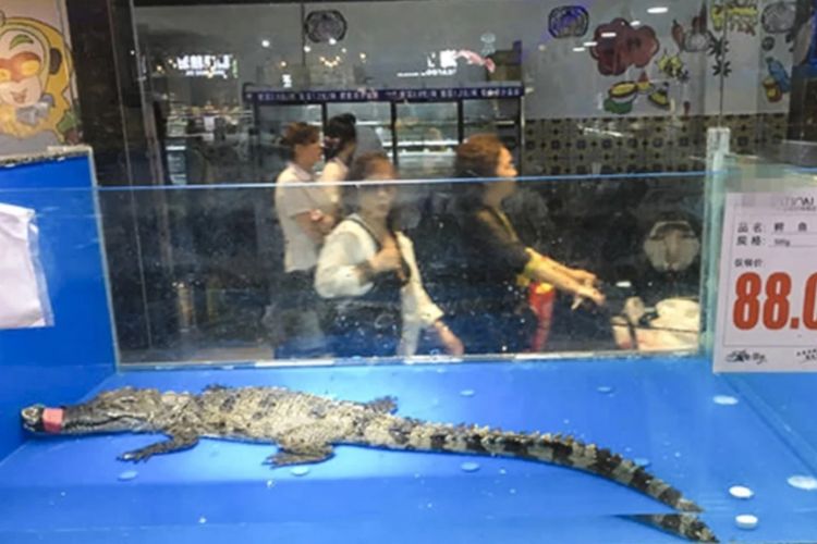 Aligator China yang masuk hewan dilindungi kelas dua dijual di sebuah supermarket di China.