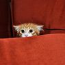 Waspada, Ini 5 Tanda Kucing Peliharaan Anda Mengalami Trauma