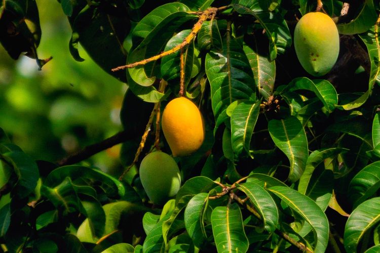 Ilustrasi pohon mangga.