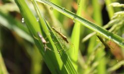 Akademisi:  Godzilla El Nino 2026 Berpotensi Munculkan Hama Padi