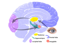 Amygdala: Pengertian, Fungsi, dan Anatominya 